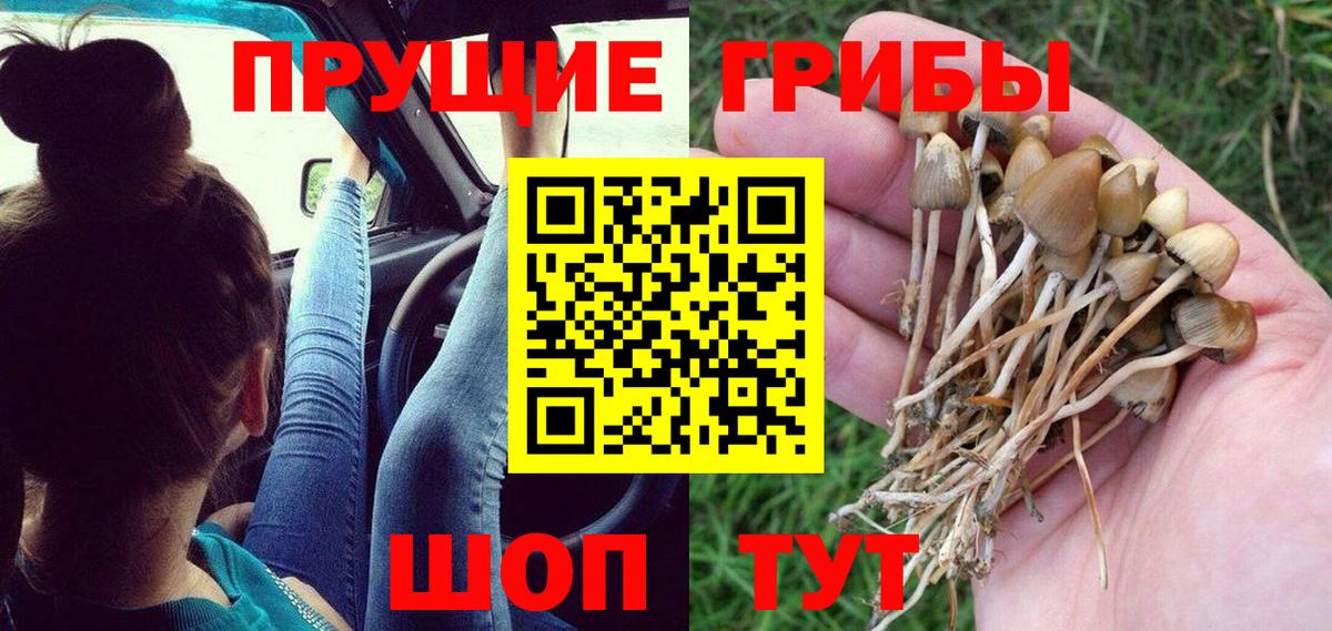 Псилоцибиновые грибы GOLDEN TEACHER  Галлюциногенные грибы мицелий  Тюмень 